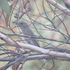 Pachycephala inornata (Gilbert's Whistler) at Nombinnie Nature Reserve - 5 Oct 2017 by Liam.m