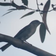 Pachycephala inornata at Mount Hope, NSW - suppressed