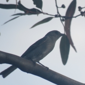 Pachycephala inornata at Mount Hope, NSW - 5 Oct 2017