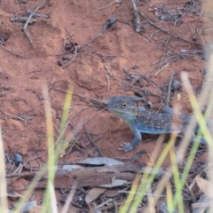 Ctenophorus pictus (Painted Dragon) at Mount Hope, NSW - 5 Oct 2017 by Liam.m