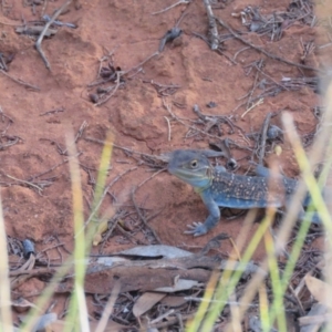 Ctenophorus pictus at Mount Hope, NSW - 5 Oct 2017