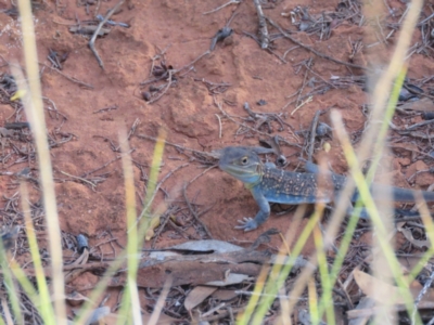 Ctenophorus pictus (Painted Dragon) at Mount Hope, NSW - 5 Oct 2017 by Liam.m