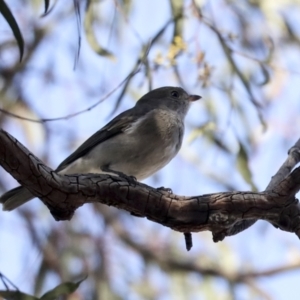 Pachycephala pectoralis at Higgins, ACT - 9 Aug 2021