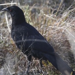 Corcorax melanorhamphos (White-winged Chough) at The Pinnacle - 9 Aug 2021 by AlisonMilton