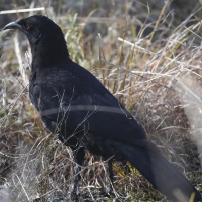 Corcorax melanorhamphos (White-winged Chough) at Hawker, ACT - 9 Aug 2021 by AlisonMilton