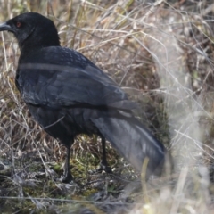 Corcorax melanorhamphos at Hawker, ACT - 9 Aug 2021