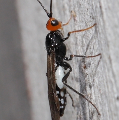 Callibracon capitator (White Flank Black Braconid Wasp) at ANBG - 6 Aug 2021 by TimL