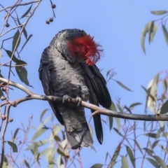 Callocephalon fimbriatum (Gang-gang Cockatoo) at Hawker, ACT - 9 Aug 2021 by AlisonMilton