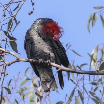 Callocephalon fimbriatum (Gang-gang Cockatoo) at The Pinnacle - 9 Aug 2021 by AlisonMilton