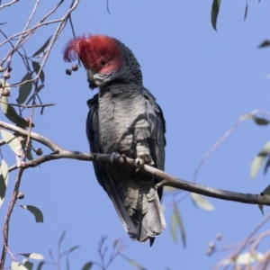 Callocephalon fimbriatum at Hawker, ACT - suppressed