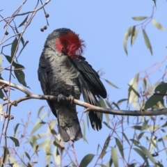 Callocephalon fimbriatum at Hawker, ACT - suppressed