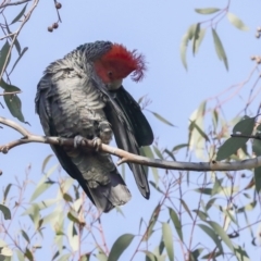 Callocephalon fimbriatum at Hawker, ACT - suppressed