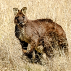Osphranter robustus (Wallaroo) at Lions Youth Haven - Westwood Farm - 9 Aug 2021 by HelenCross