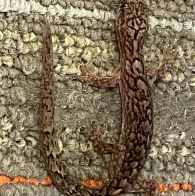 Christinus marmoratus (Southern Marbled Gecko) at Acton, ACT - 9 Aug 2021 by Spectregram