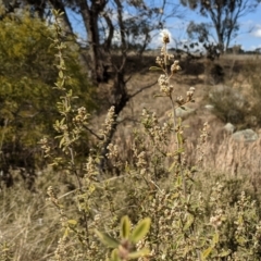 Pomaderris pallida (Pale Pomaderris) at Lions Youth Haven - Westwood Farm A.C.T. - 9 Aug 2021 by HelenCross