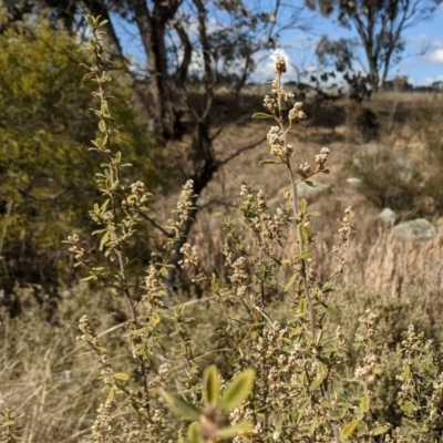 Pomaderris pallida (Pale Pomaderris) at Lions Youth Haven - Westwood Farm - 9 Aug 2021 by HelenCross