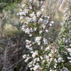 Cryptandra amara (Bitter Cryptandra) at Watson, ACT - 9 Aug 2021 by waltraud