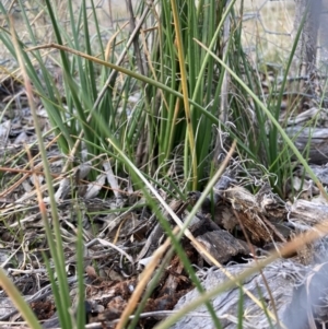 Bulbine bulbosa at Watson, ACT - 9 Aug 2021 02:00 PM