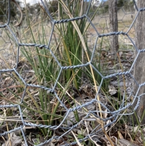 Bulbine bulbosa at Watson, ACT - 9 Aug 2021 02:00 PM