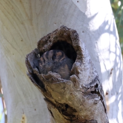 Aegotheles cristatus (Australian Owlet-nightjar) at Acton, ACT - 9 Aug 2021 by jb2602