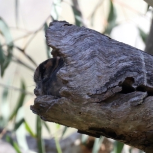 Aegotheles cristatus at Acton, ACT - 9 Aug 2021 02:53 PM