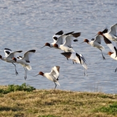 Recurvirostra novaehollandiae (Red-necked Avocet) at Fyshwick, ACT - 9 Aug 2021 by RodDeb