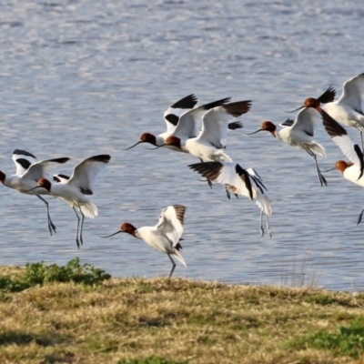 Recurvirostra novaehollandiae (Red-necked Avocet) at Fyshwick, ACT - 9 Aug 2021 by RodDeb