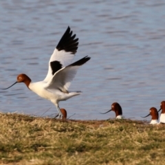 Recurvirostra novaehollandiae at Fyshwick, ACT - 9 Aug 2021