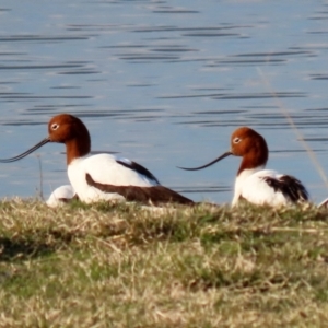 Recurvirostra novaehollandiae at Fyshwick, ACT - 9 Aug 2021