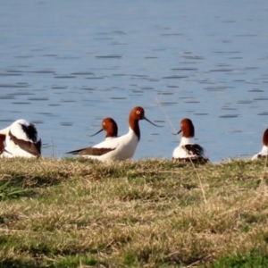 Recurvirostra novaehollandiae at Fyshwick, ACT - 9 Aug 2021