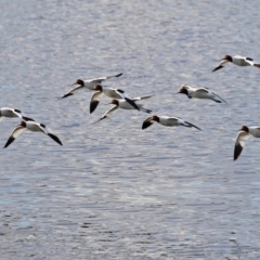 Recurvirostra novaehollandiae at Fyshwick, ACT - 9 Aug 2021