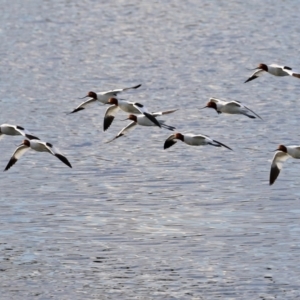 Recurvirostra novaehollandiae at Fyshwick, ACT - 9 Aug 2021