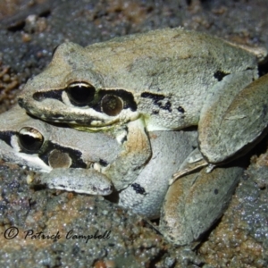 Litoria latopalmata at Castlereagh, NSW - 10 Aug 2021