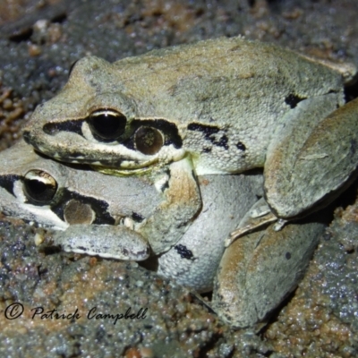 Litoria latopalmata (Broad-palmed Tree-frog) at Castlereagh, NSW - 10 Aug 2021 by PatrickCampbell