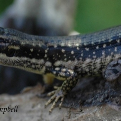 Eulamprus heatwolei (Yellow-bellied Water Skink) at Creewah, NSW - 28 Dec 2007 by PatrickCampbell