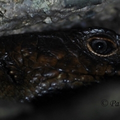 Egernia cunninghami (Cunningham's Skink) at Creewah, NSW - 9 Aug 2021 by PatrickCampbell