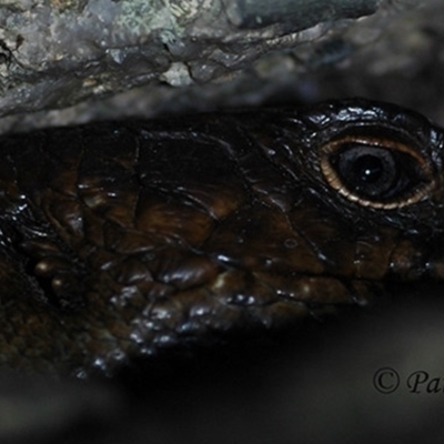 Egernia cunninghami (Cunningham's Skink) at Creewah, NSW - 10 Aug 2021 by PatrickCampbell