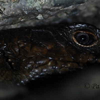 Egernia cunninghami (Cunningham's Skink) at Creewah, NSW - 9 Aug 2021 by PatrickCampbell