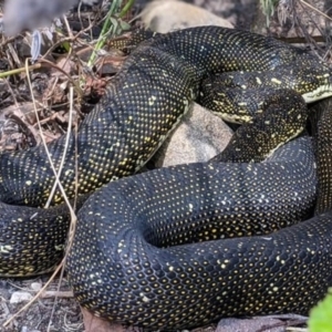 Morelia spilota spilota at Bungonia, NSW - suppressed