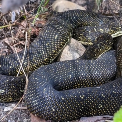 Morelia spilota spilota (Diamond Python) at Bungonia, NSW - 11 Aug 2021 by PatrickCampbell