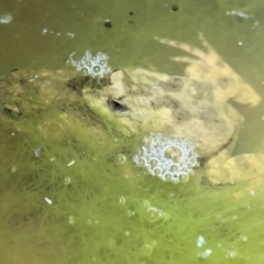 Crinia sloanei (Sloane's Froglet) at Albury - 10 Aug 2021 by DamianMichael