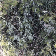 Usnea sp. (genus) at Forde, ACT - 5 Aug 2021