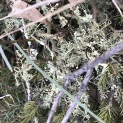 Usnea sp. (genus) at Forde, ACT - 5 Aug 2021