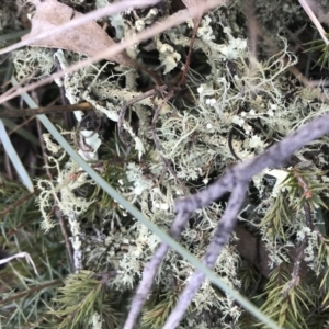 Usnea sp. (genus) at Forde, ACT - 5 Aug 2021 11:15 AM