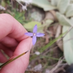 Wahlenbergia gracilenta (Annual Bluebell) at Symonston, ACT - 9 May 2021 by Detritivore
