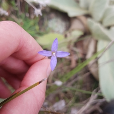 Wahlenbergia gracilenta (Annual Bluebell) at Mount Mugga Mugga - 9 May 2021 by Detritivore