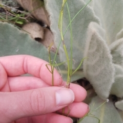 Wahlenbergia gracilenta at Symonston, ACT - 10 May 2021