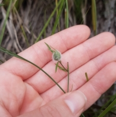 Wahlenbergia gracilenta at Symonston, ACT - 10 May 2021