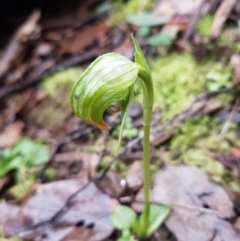 Pterostylis nutans (Nodding Greenhood) at Paddys River, ACT - 20 Jul 2021 by Detritivore