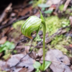 Pterostylis nutans at Paddys River, ACT - 20 Jul 2021